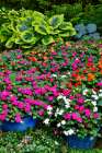 USA, Washington State, Sammamish. Garden with hosta and impatiens in late spring time bloom Art Print